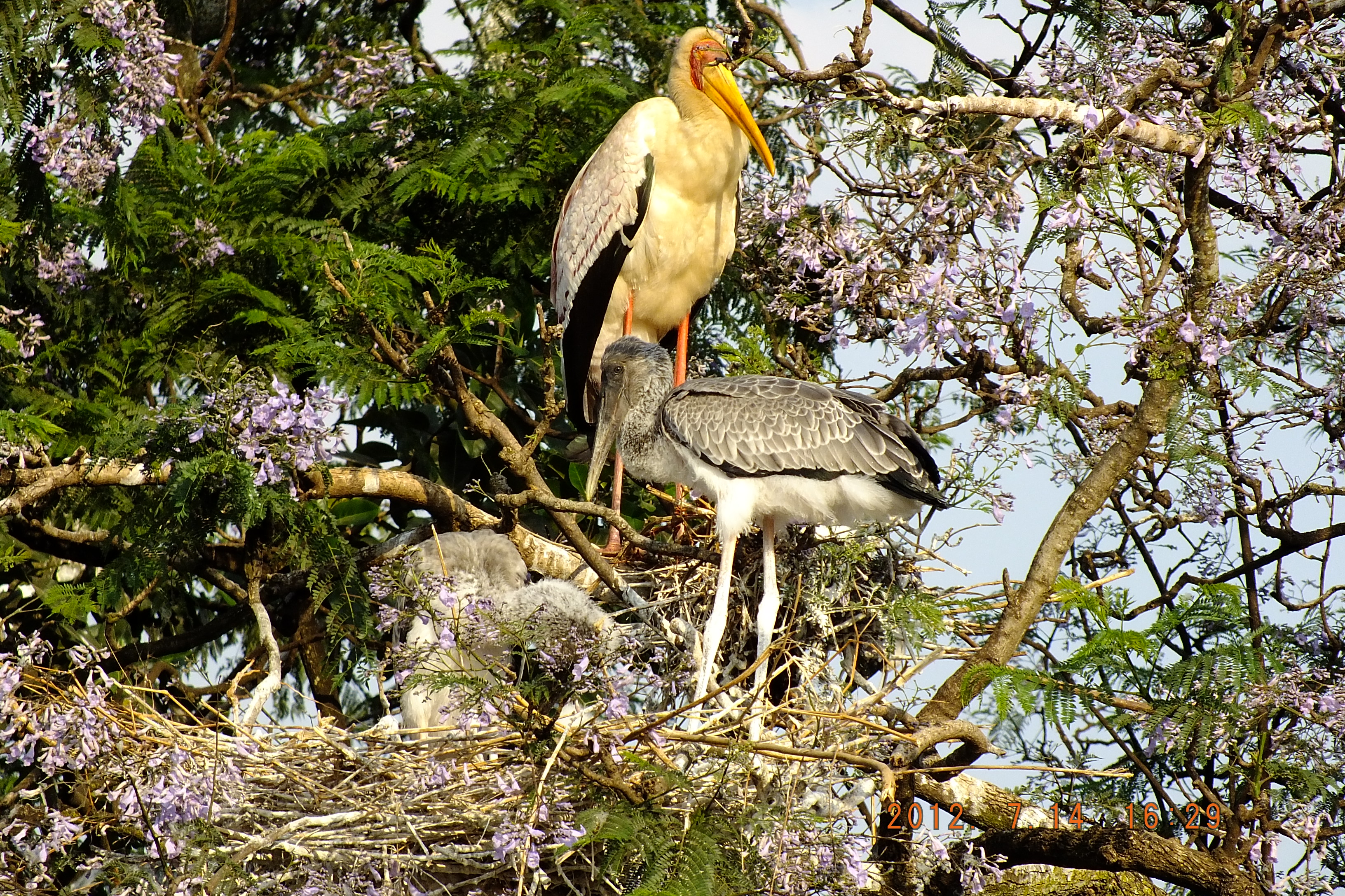 コウノトリの成鳥記録